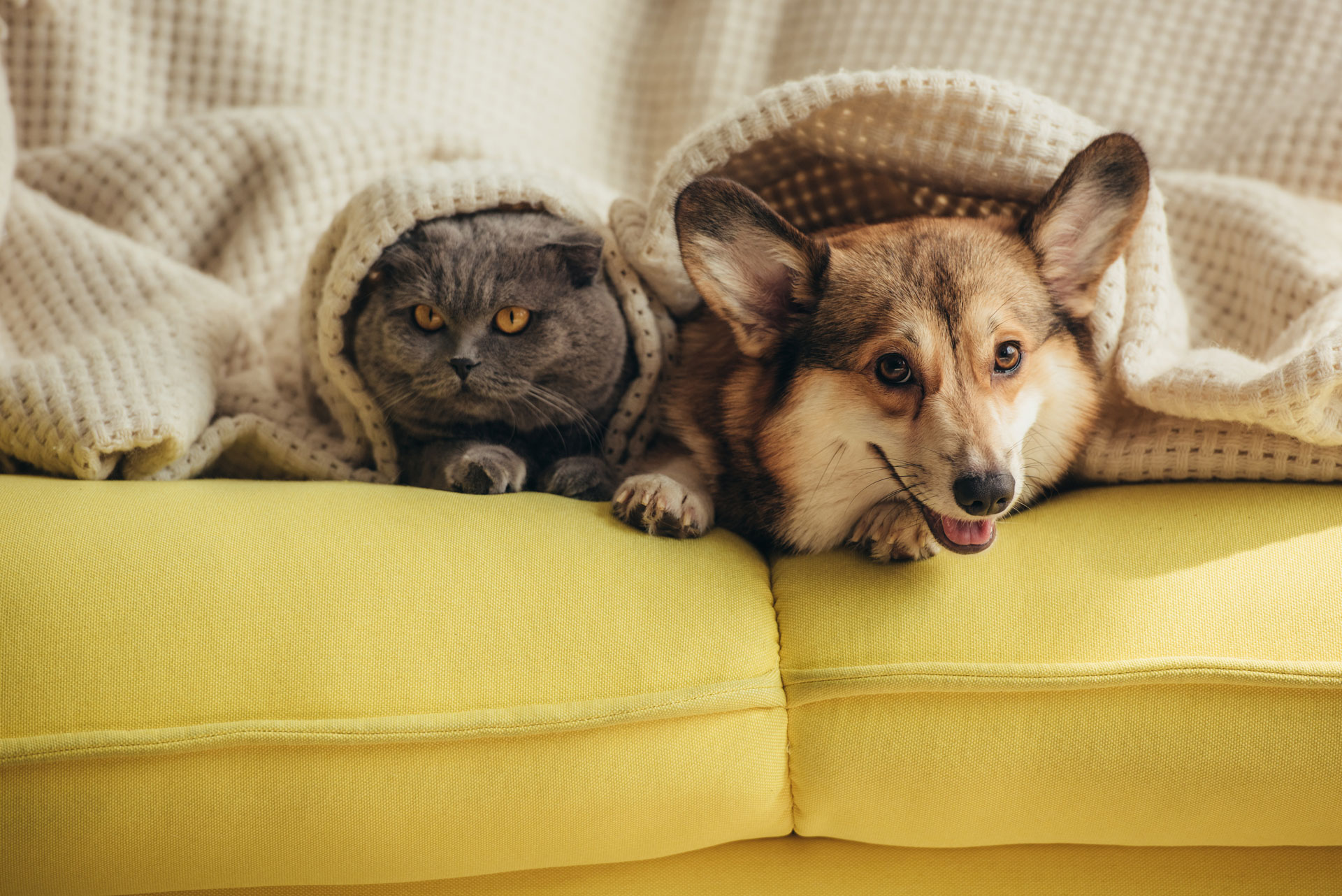 Pet Friendly a dog and cat laying together under a blanket on a yellow sofa